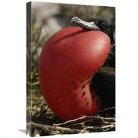 Глобална галерия в. Great Frigatebird Male с удължена торбичка Gular, острови Галапагос, Еквадор Арт Печат - Пит Оксфорд