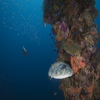 Pufferfish on the Fujikawa Maru Shipwreck, Truk Lagoon, Micronesia Poster Print от Brandi Mueller Stocktrek Images