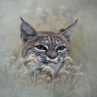 Bobcat от Лари Макферин