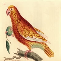 Paradise Parrot, Psittacus paradisi A Mysterya Poster Print от ® Florilegius Mary Evans