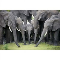 Африкански слонове - питейна вода Loxodonta Africana в национален парк на езерото Тарангир Танзания отпечатък от - 16