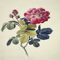 Rosa Centifolia, Moss Rose Poster Print от Музея на естествената история на Мери Еванс