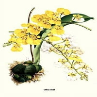 Орхидея, Oncidium ampliatum majus, Guatemala, Panama, Colombia, Peru, Venezuela, Trinidad Turtleshell Poster Plant от Louis Benoit Van Houtte