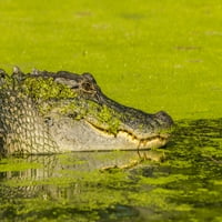 Луизиана, езерото Мартин. Alligator, базирайки се на потънал дневник. Печат на плакати от галерия Jaynes