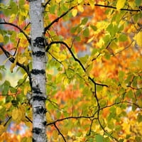 Мичиган, горен полуостров брезови дървета през есента от Марк Карлсън